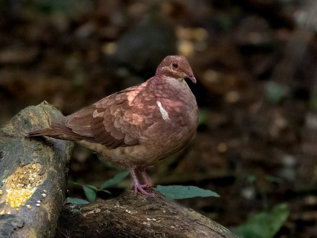 habitat da pomba vermelha