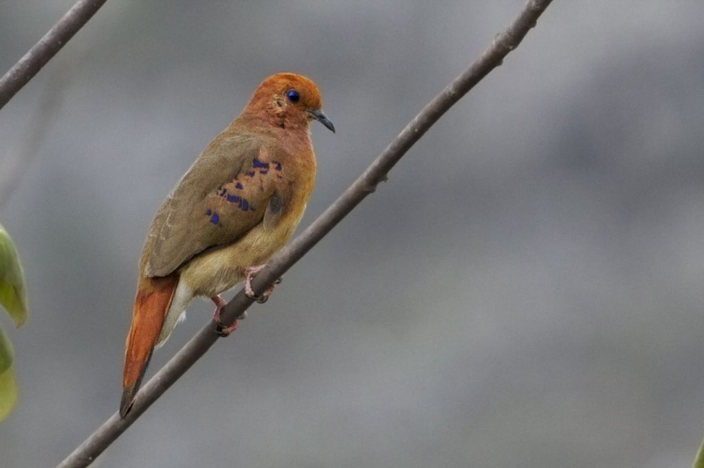 habitat da rolinha-do-planalto