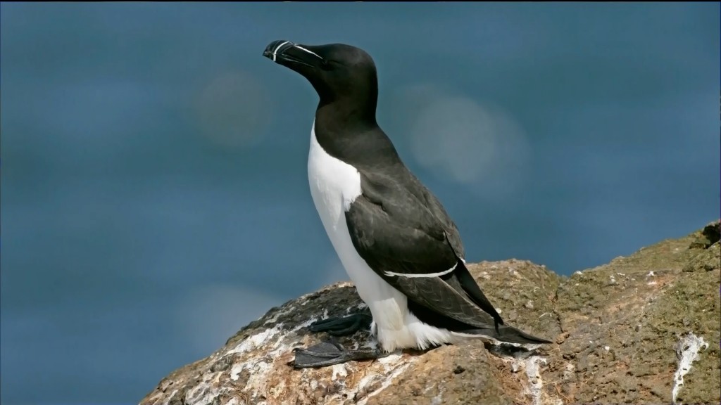 habitat da torda-mergulheira