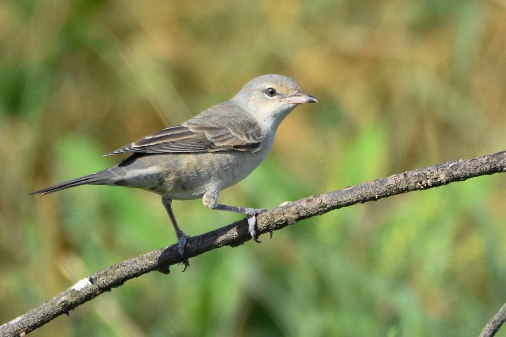 habitat da toutinegra-gaviao