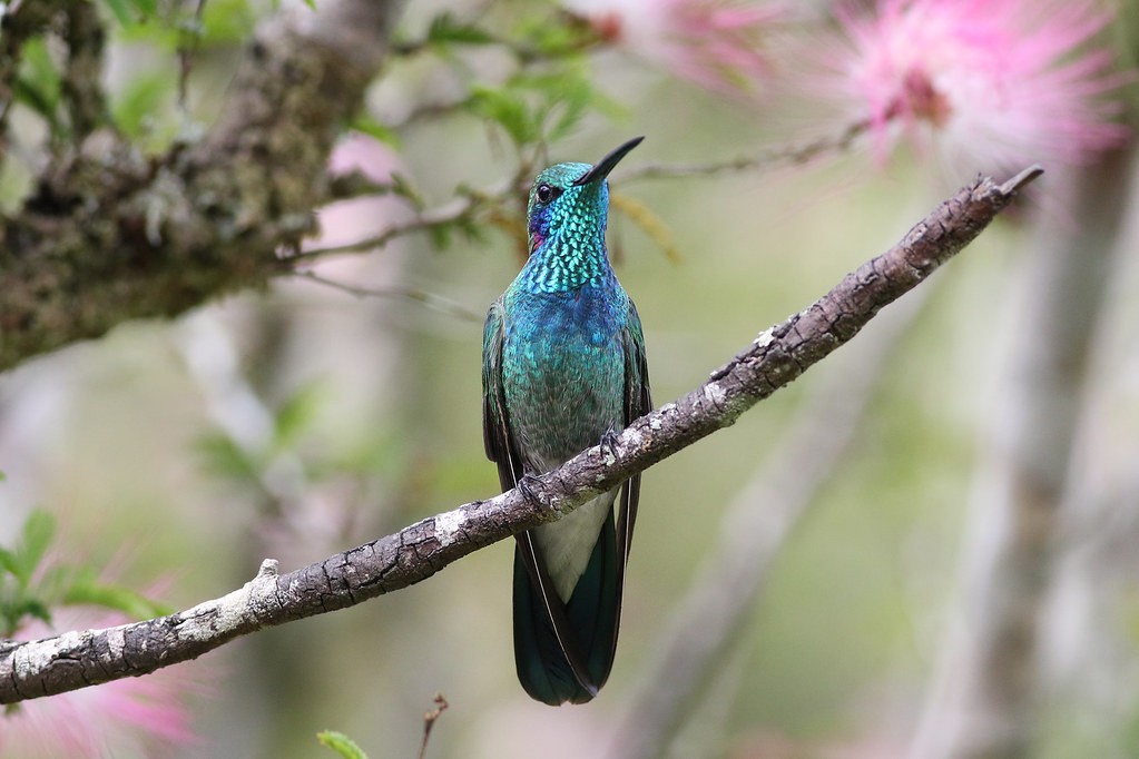 habitat da violeta-de-vento-branco