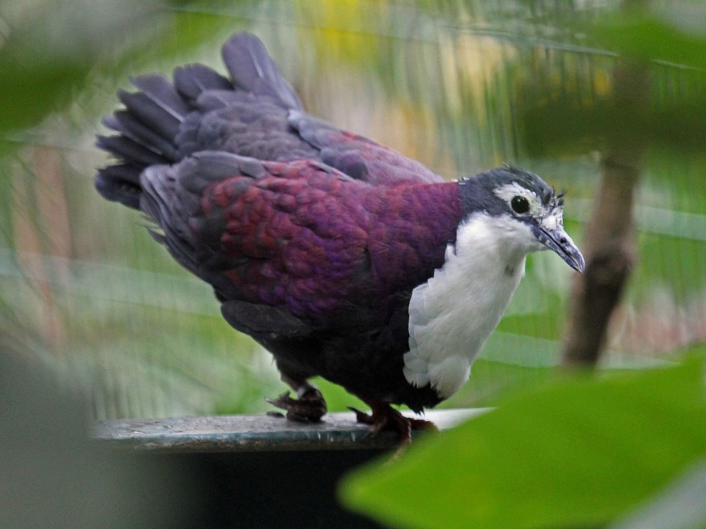 habitat do Pampusana kubaryi