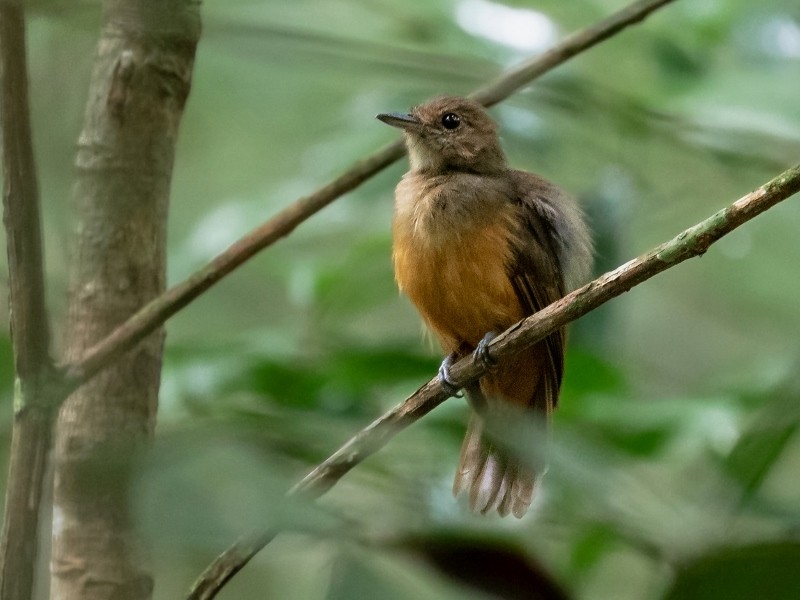 habitat do bate-para