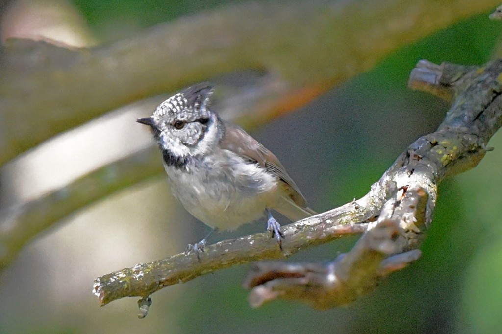 habitat do chapim-de-crista