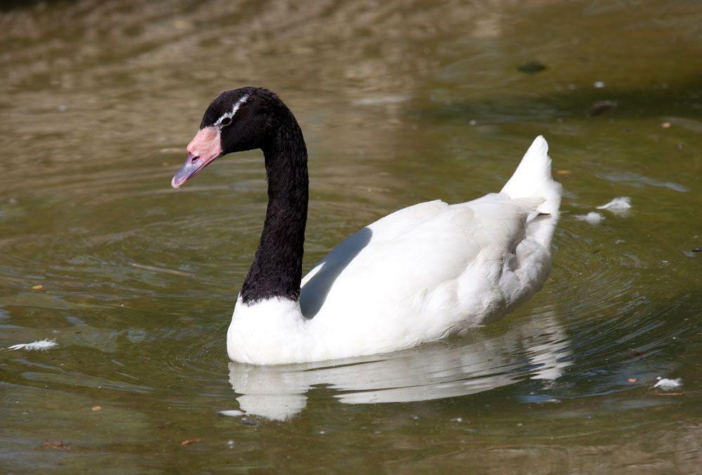 habitat do cisne-de-pescoço-preto