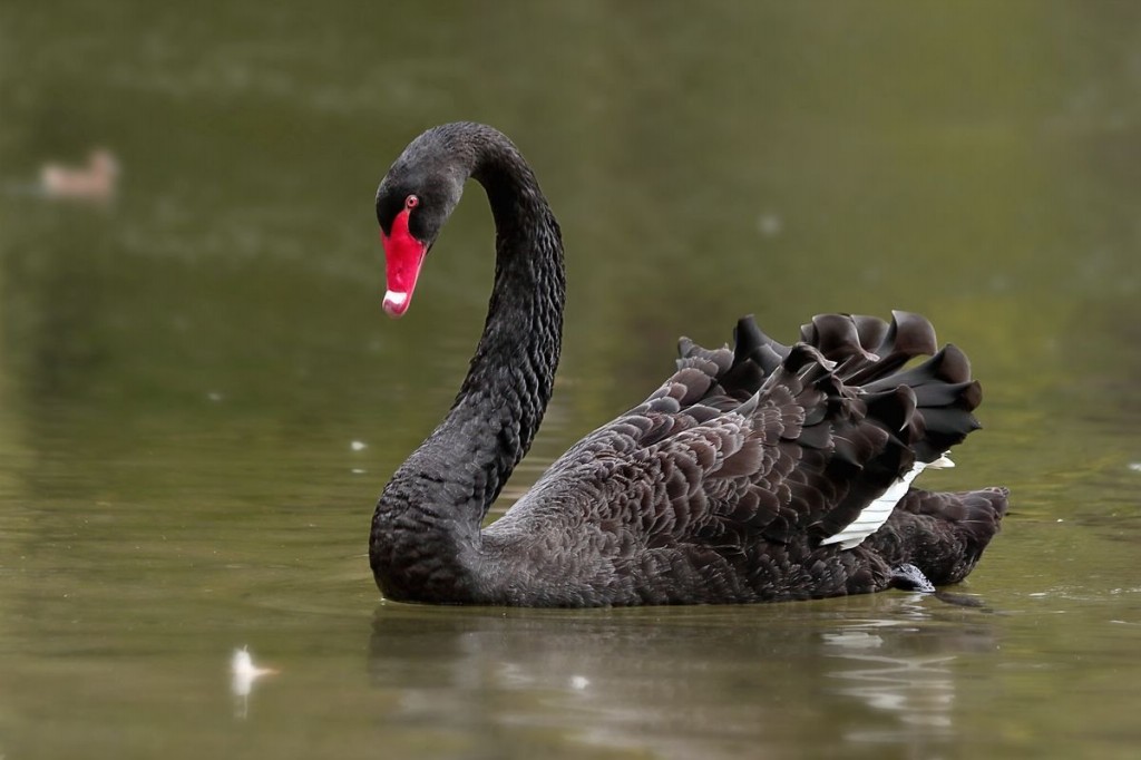 habitat do cisne negro
