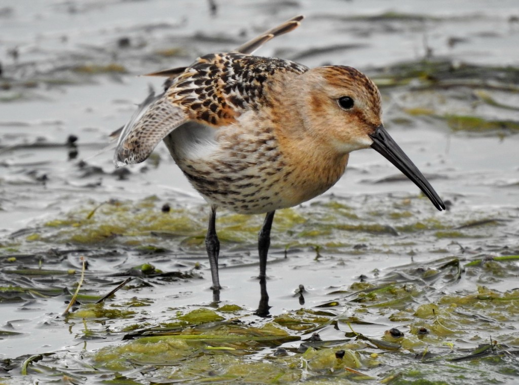 habitat do dunlin