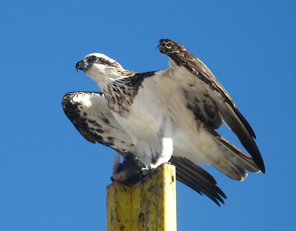 habitat do gaviao-do- mar