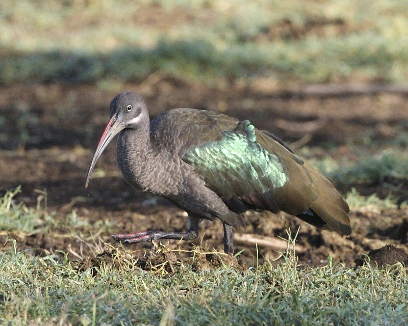 habitat do ibis verde-oliva