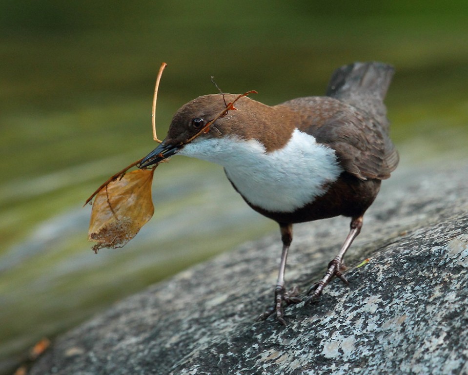 habitat do melro-d'água