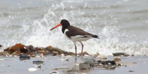 habitat do ostraceiro de magalhaes