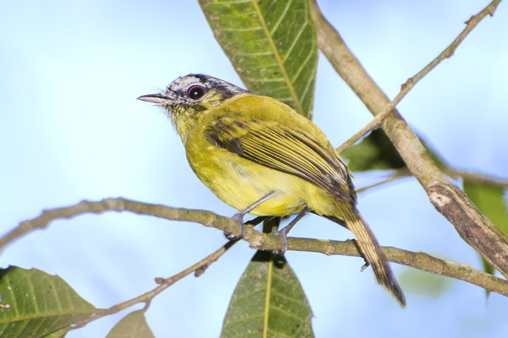 habitat do papa-moscas-de-cabeca -oliva