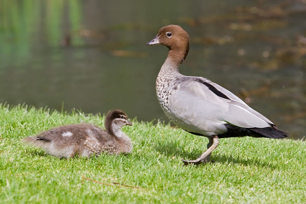 habitat do pato-australiano