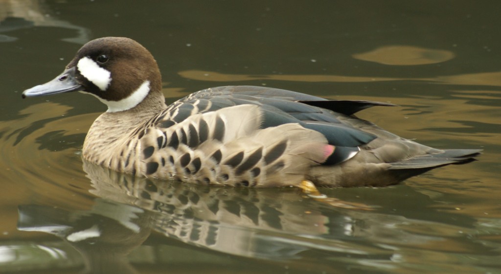 habitat do pato-de-asas-bronze