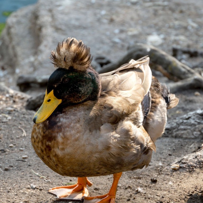 habitat do pato-de-crista