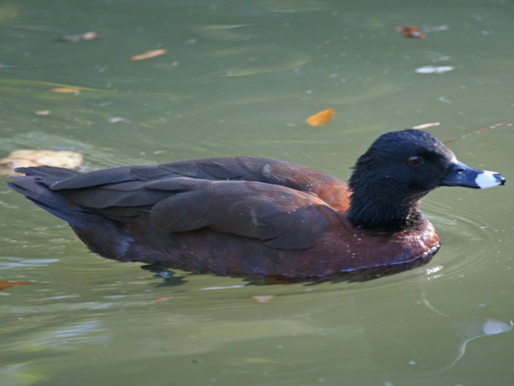 habitat do pato-de-fronte-branca