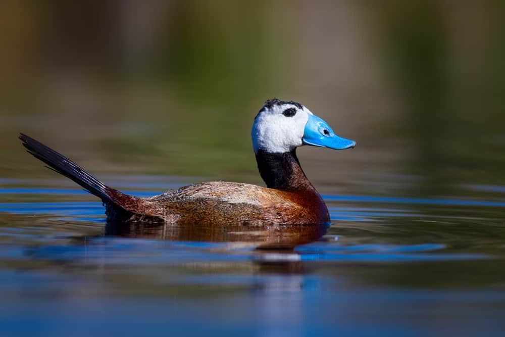 habitat do pato-de-rabo-alcado-americano