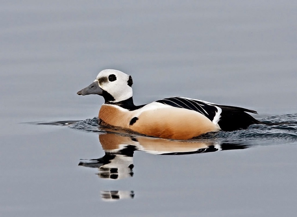 habitat do pato-eider-de-steller