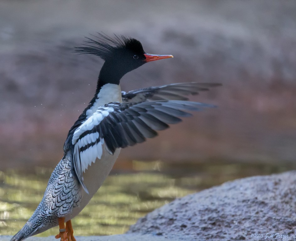 habitat do pato-mergulhao