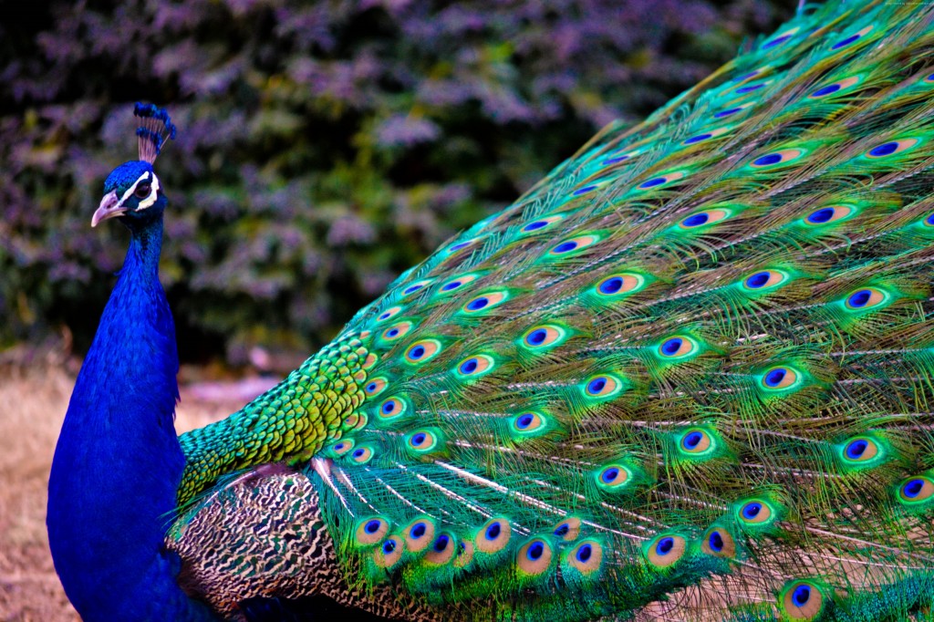 habitat do pavão indiano