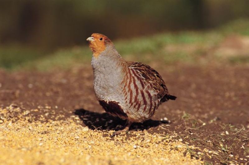 habitat do perdiz-cinzenta