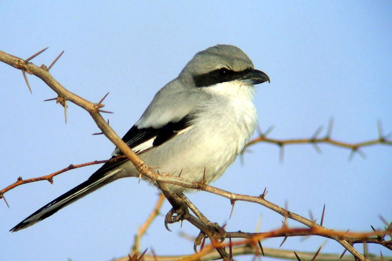 habitat do picanco- cinzento