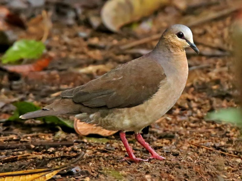 habitat do pombo de granada