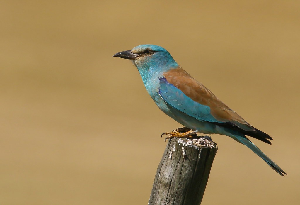 habitat do rolieiro-europeu