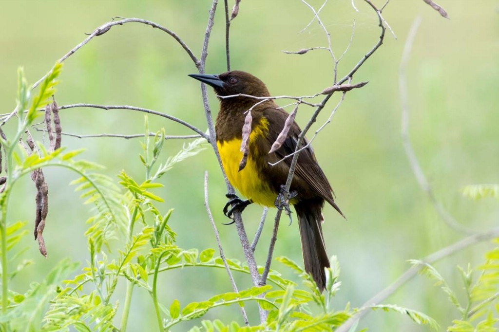 habitat do sabia de peito amarelo