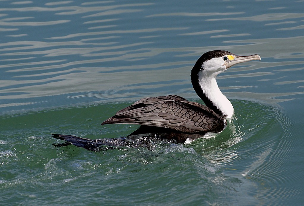 habitat do shag malhado