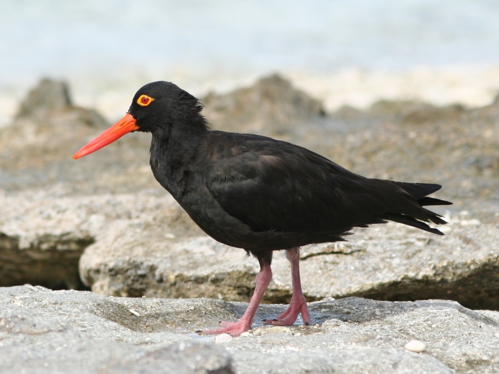 habitat ostraceiro africano 