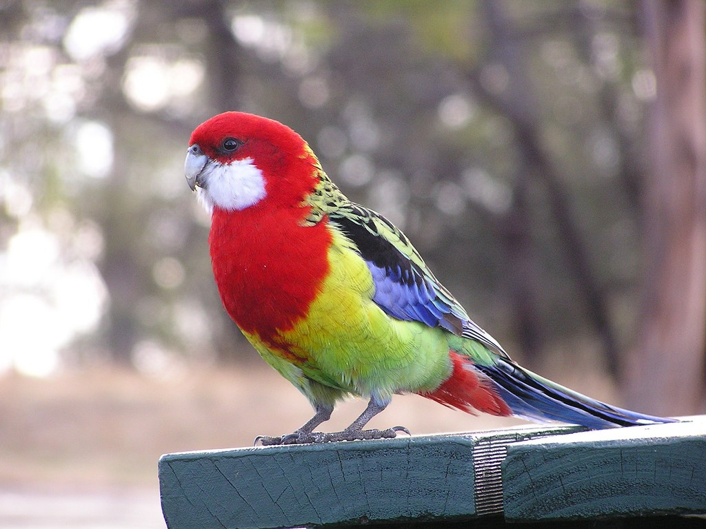 habitat para a criacao de rosella