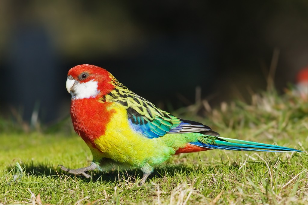 habitos das rosella