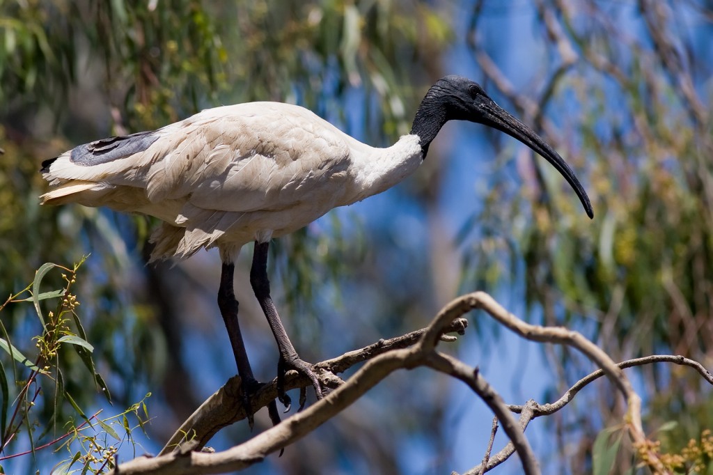  ibis-branco-australiano