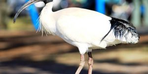 ibis-branco-australiano