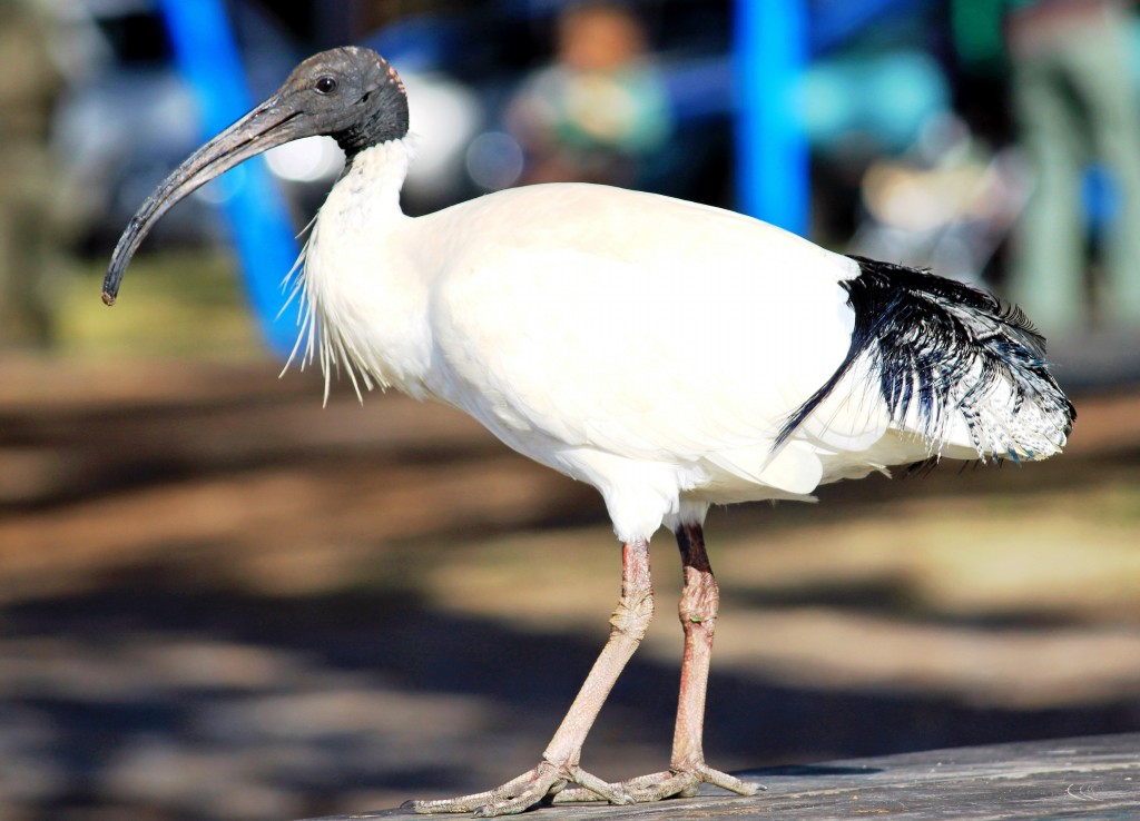 ibis-branco-australiano