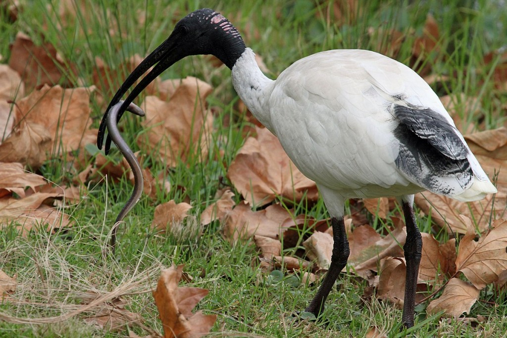  ibis-branco-australiano