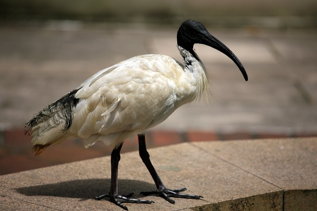  ibis-branco-australiano