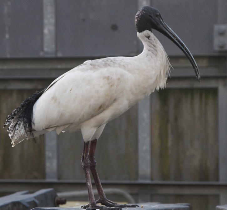  ibis-branco-australiano