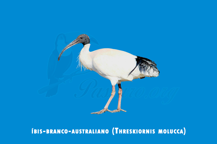 íbis-branco-australiano (threskiornis molucca)