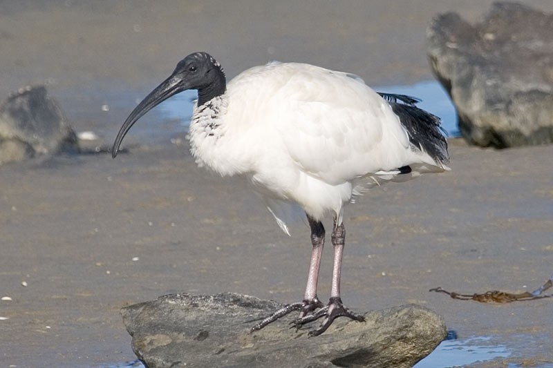 ibis-branco-australiano