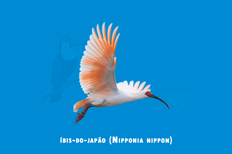 ibis-do-japao (nipponia nippon)