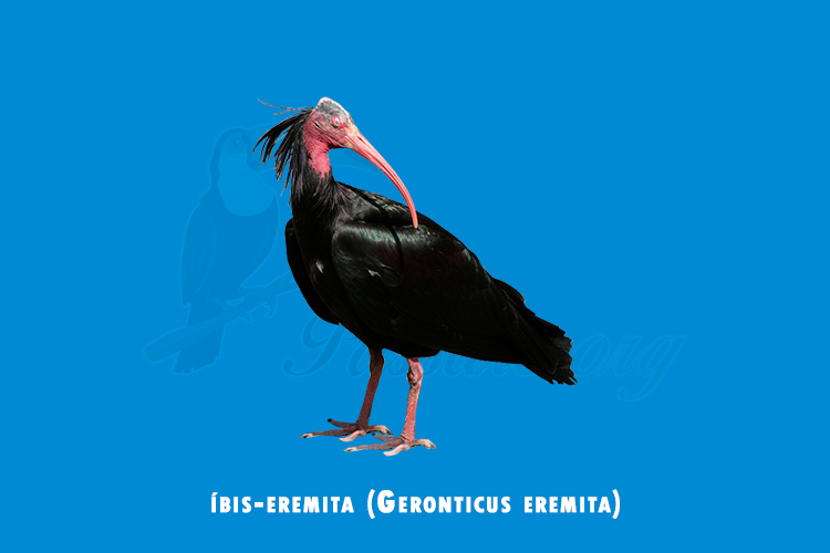 ibis-eremita (geronticus eremita)