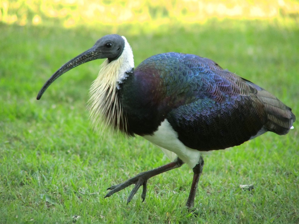 íbis-pescoco-de-palha habitat