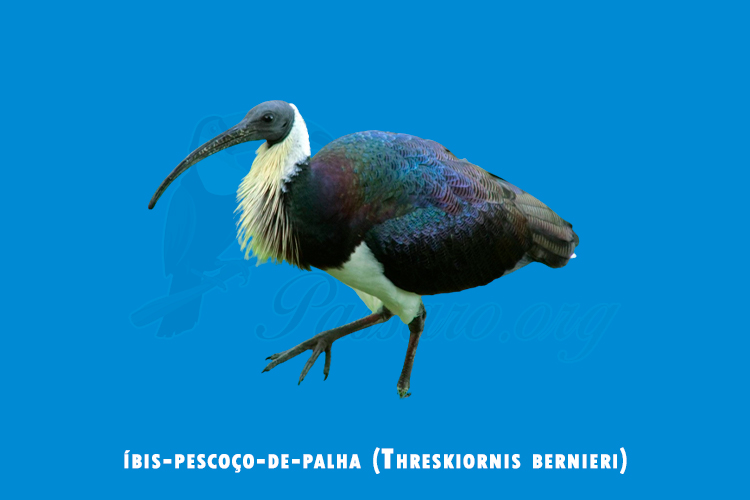 íbis-pescoco-de-palha (threskiornis bernieri)