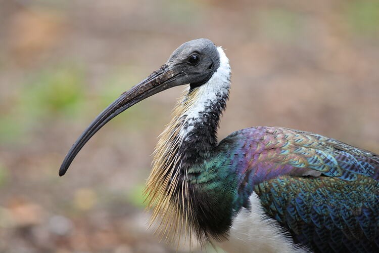 ibis-pescoco-de-palha