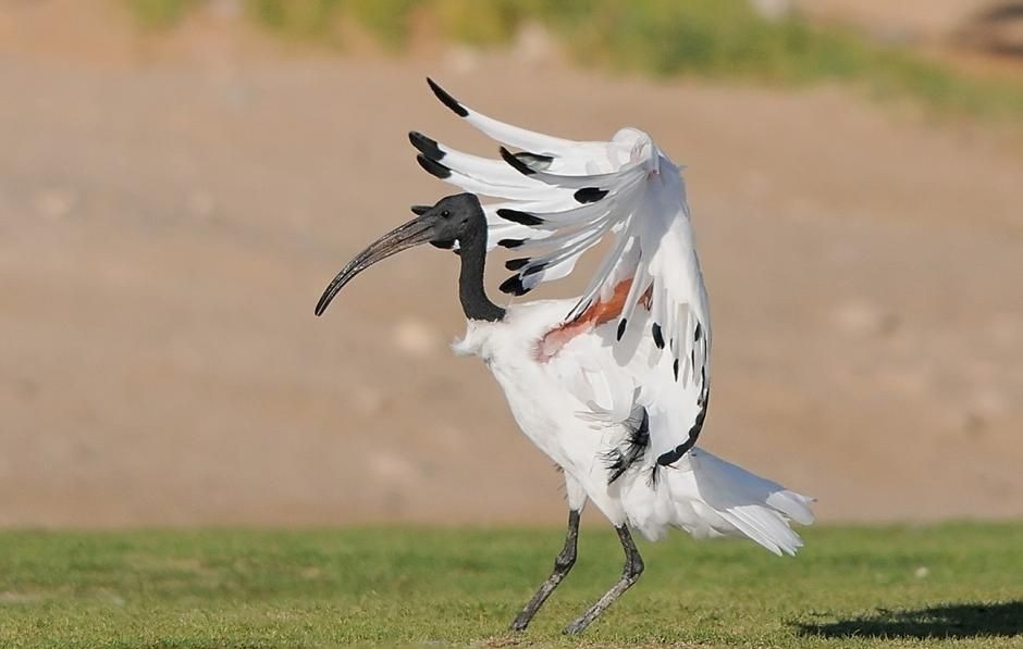 ibis-sagrado