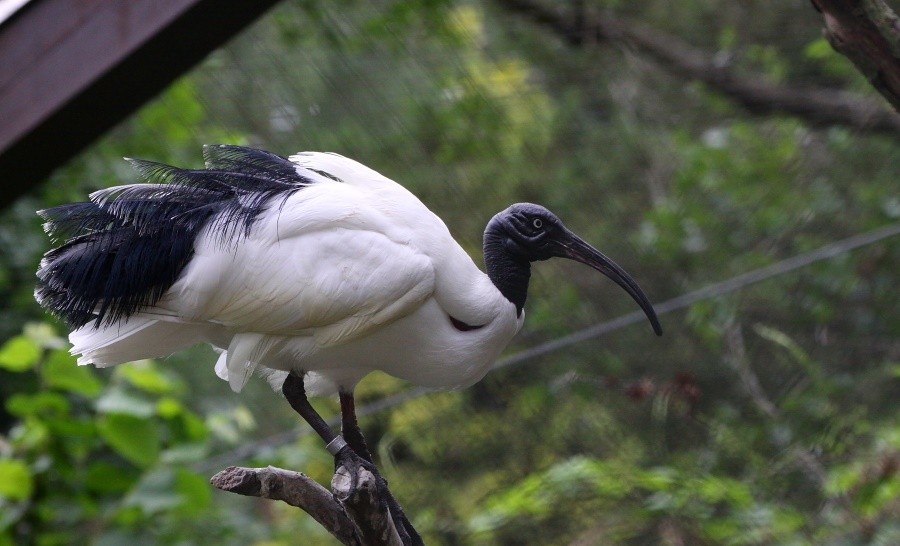  ibis-sagrado-de-madagascar