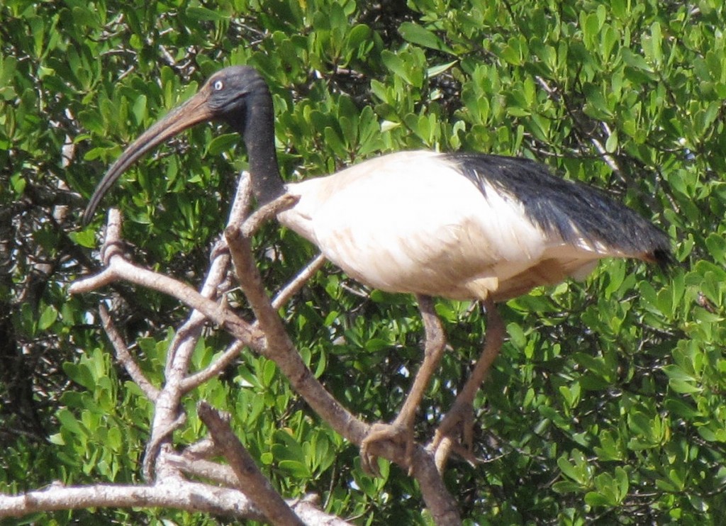  ibis-sagrado-de-madagascar