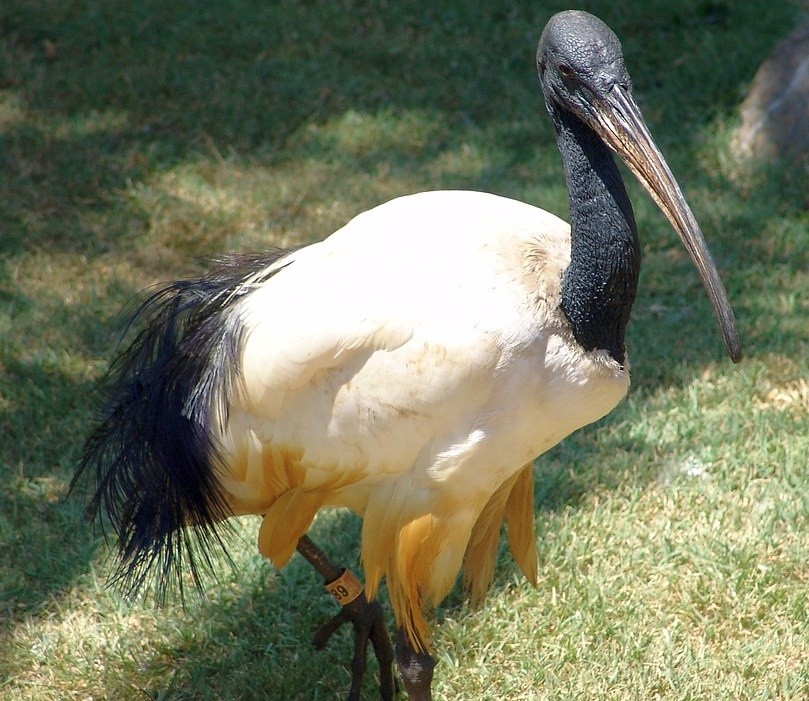  ibis-sagrado-de-madagascar